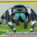 White Regal Jumping Spider: Characteristics, Habitat, and Behavior