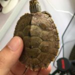 Causes and Treatment for White Spots on Turtle Shell