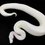 White Wedding Ball Python – Gorgeous and Unique Snake!
