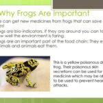 Importance of Frogs in Ecosystems and Conservation Efforts