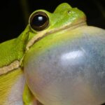 Causes of Frog Noises in the Throat: Explained