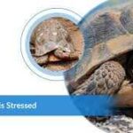 Why does my turtle swim against the glass? Find out the reasons