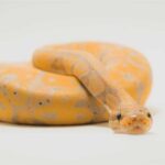 Reasons Why Your Ball Python Isn’t Eating and What to Do