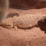 Reasons Why Bearded Dragons Dig and How to Understand Their Behavior