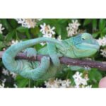 Helping Your Chameleon: Why It’S Not Eating