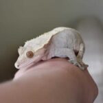 Reasons for Pale Appearance in Crested Geckos