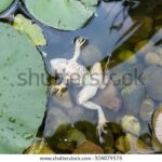 The Unusual Behavior: Reasons For Your Frog Swimming Upside Down