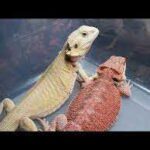Witblits Bearded Dragon: Care, Habitat, and Feeding Guide