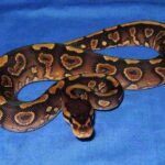 Wookie ball python – The Ultimate Guide to this Unique Morph