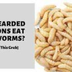 Best Worms for Bearded Dragons: A Complete Guide
