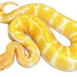 Yellow and White Ball Python: A Guide to This Unique Snake Breed