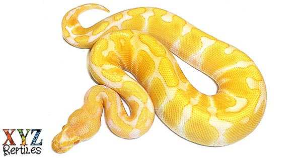 Yellow and White Ball Python: A Guide to This Unique Snake Breed ...