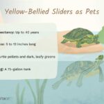 Best Tanks for Yellow Bellied Sliders – Ultimate Guide