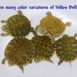 All About Yellow Belly Slider Turtles: Care, Habitat, and Fun Facts