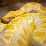 Yellow Burmese Python: Discover the Fascinating World of this Vibrant Python Species!