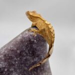 Learn about the yellow crested gecko and its unique characteristics