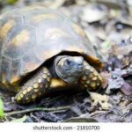 Yellow footed tortoise: Characteristics, Habitat, and Care